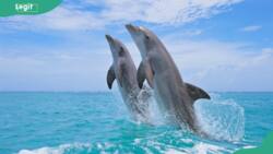 Are dolphins dangerous? What you need to know before dealing with them
