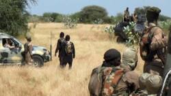 Insecurity: Terrorists kidnap WHO staff in Borno, sources confirm