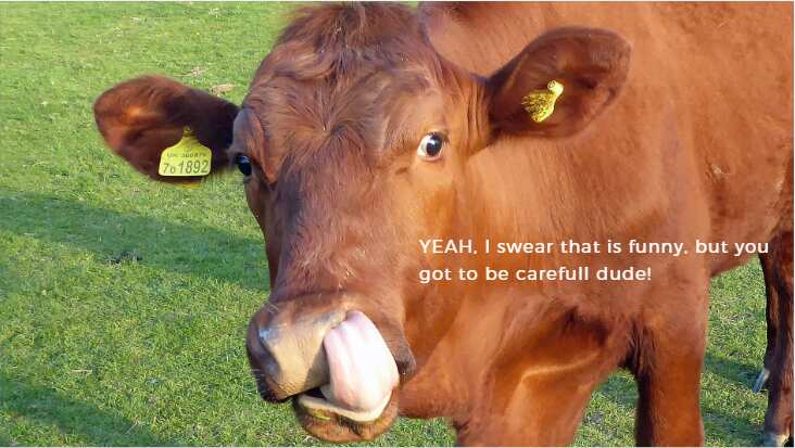 Top 50 Funny Cow Puns Jokes One Liners And Pick Up Lines Legit Ng