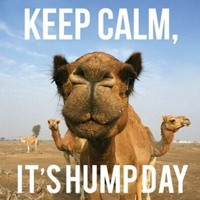 hump day meme camel