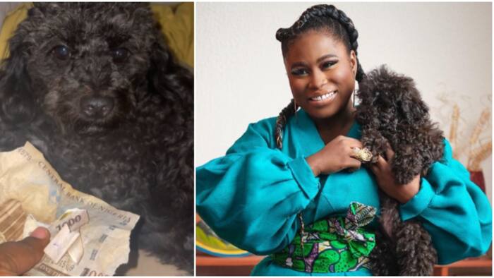 The dog no get joy: Hilarious reactions as actress Lydia Forson scolds her pet for eating her hard-earned N1k