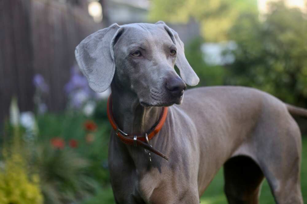 are you curious about which is the tallest dog breed