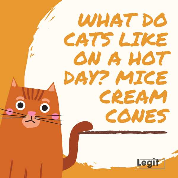 50 funny cat puns, jokes and quotes - Legit.ng
