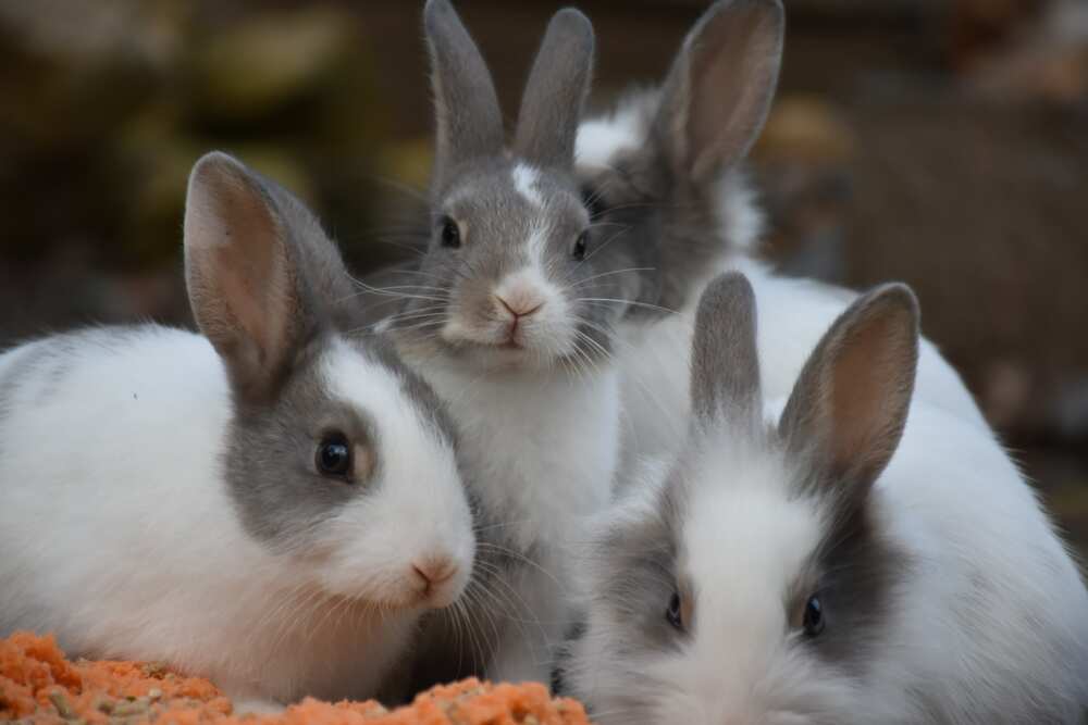 pretty bunny names