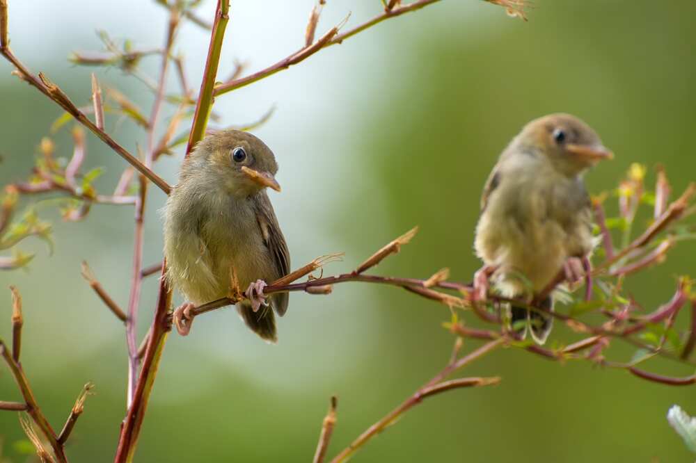 Nightingale Bird Facts