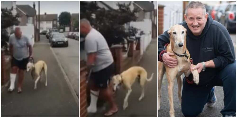 Loyal dog pretends to be injured like his wounded owner, racks up N170k vet fees