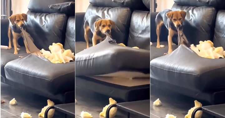 Dog scatters couch, sad dog