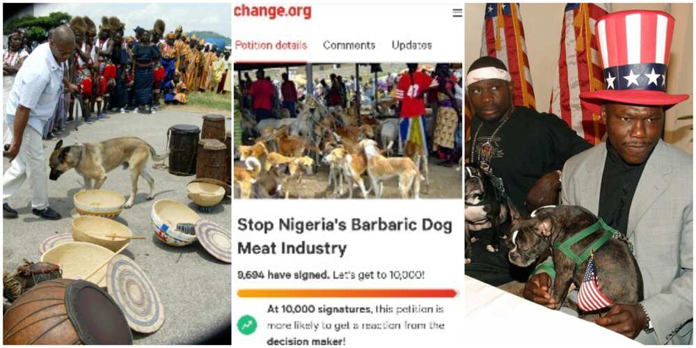 Mixed reactions as over 9000 persons all over the world sign petition to stop eating of dogs in Nigeria