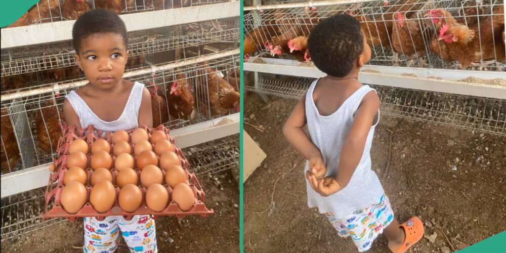 Little girl at a poultry farm.