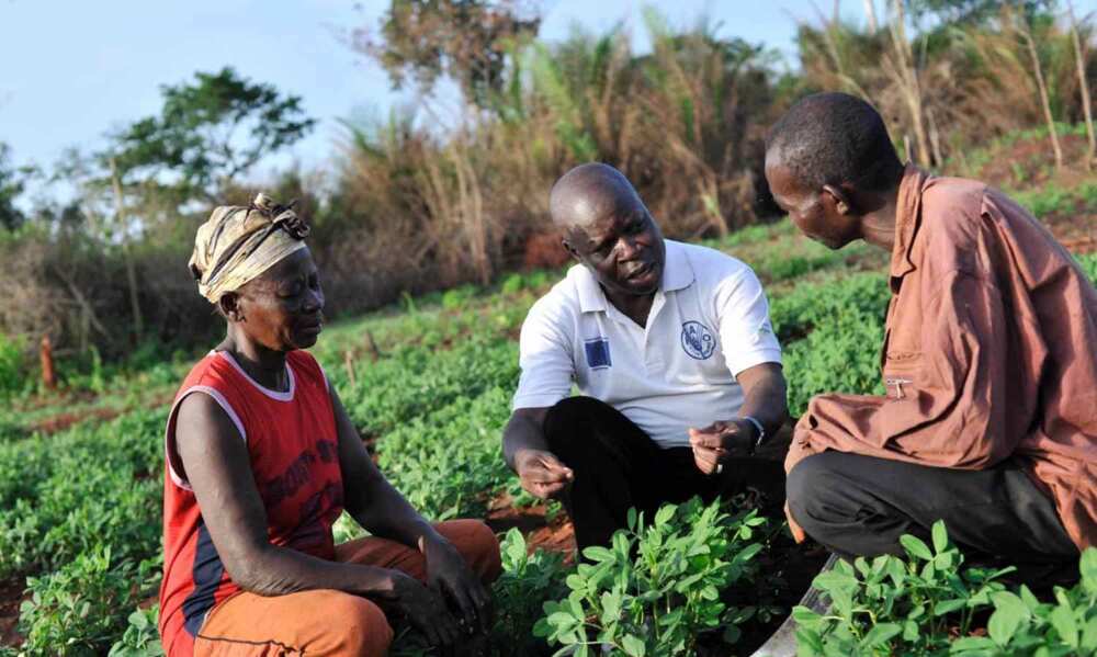 Yam farming Yam farming