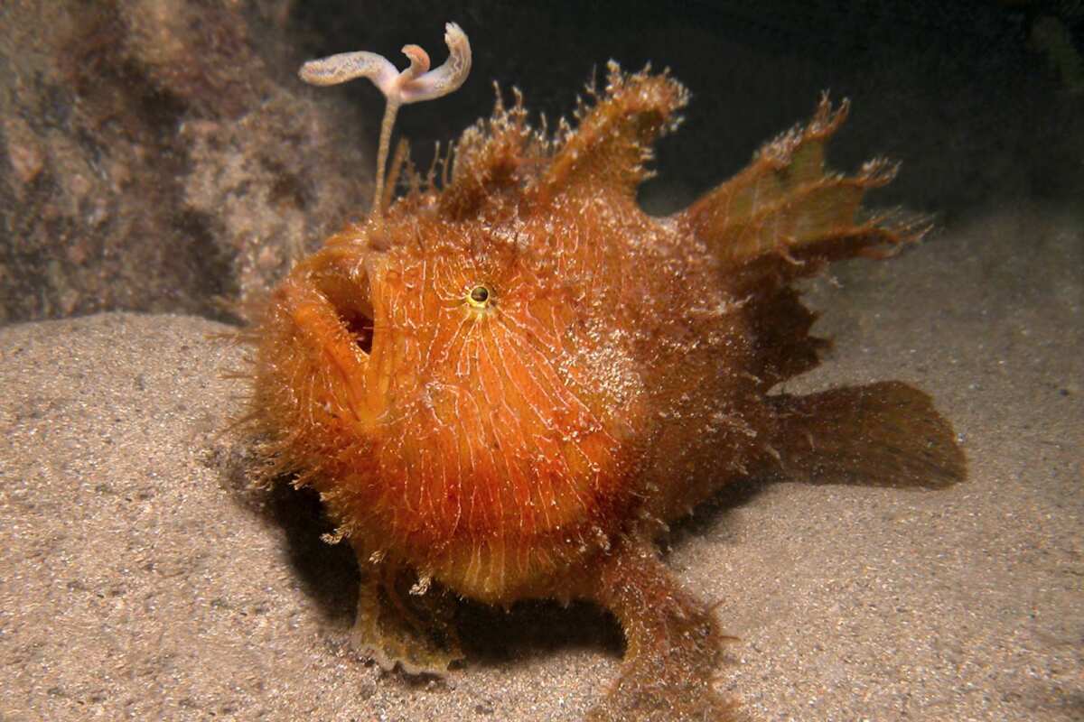 cute ugly fish