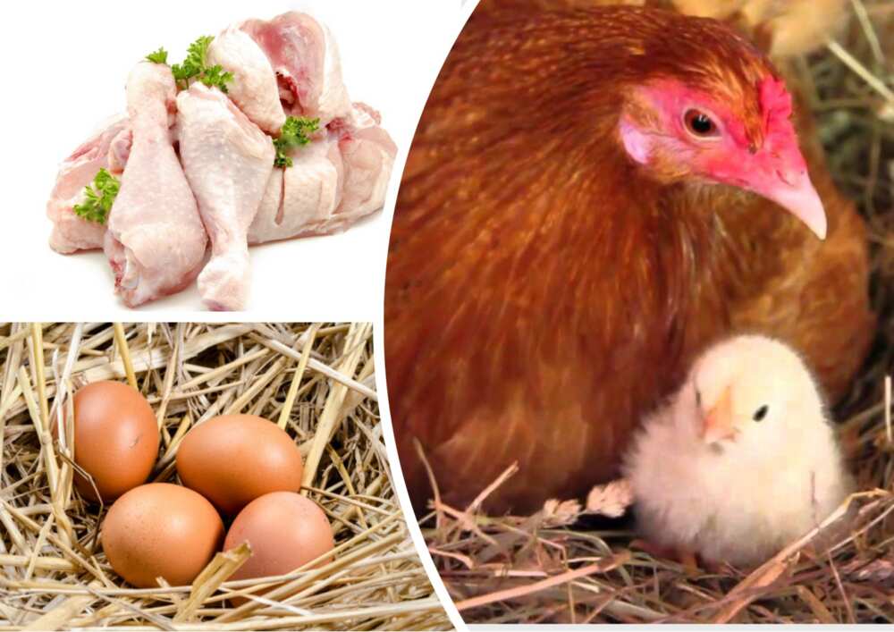 Poultry Farming for Beginners