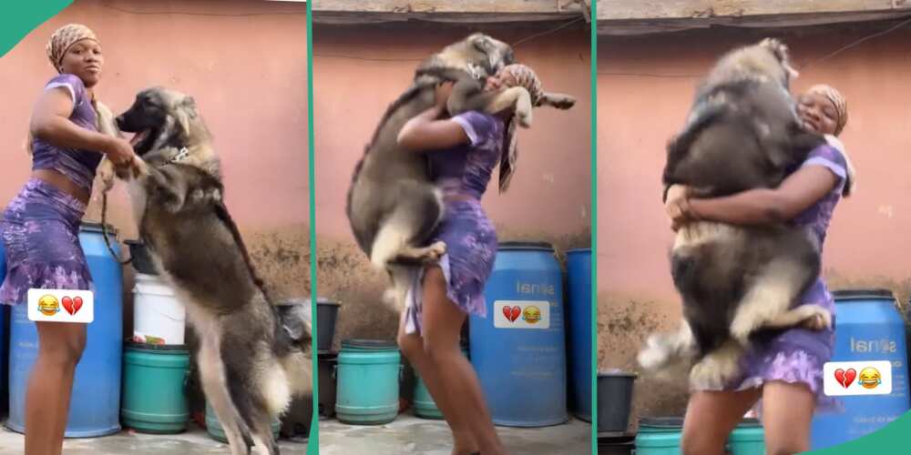 Abisola lifts her Caucasian Shepherd dog.