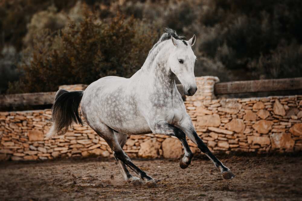 l'Andalou, le plus beau cheval du monde