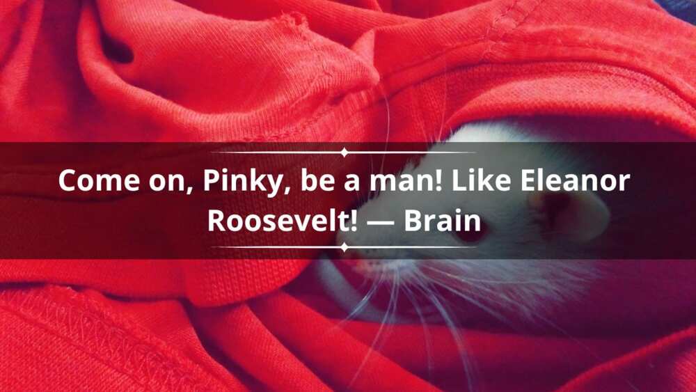 Pinky And The Brain Quotes: Who Said It?