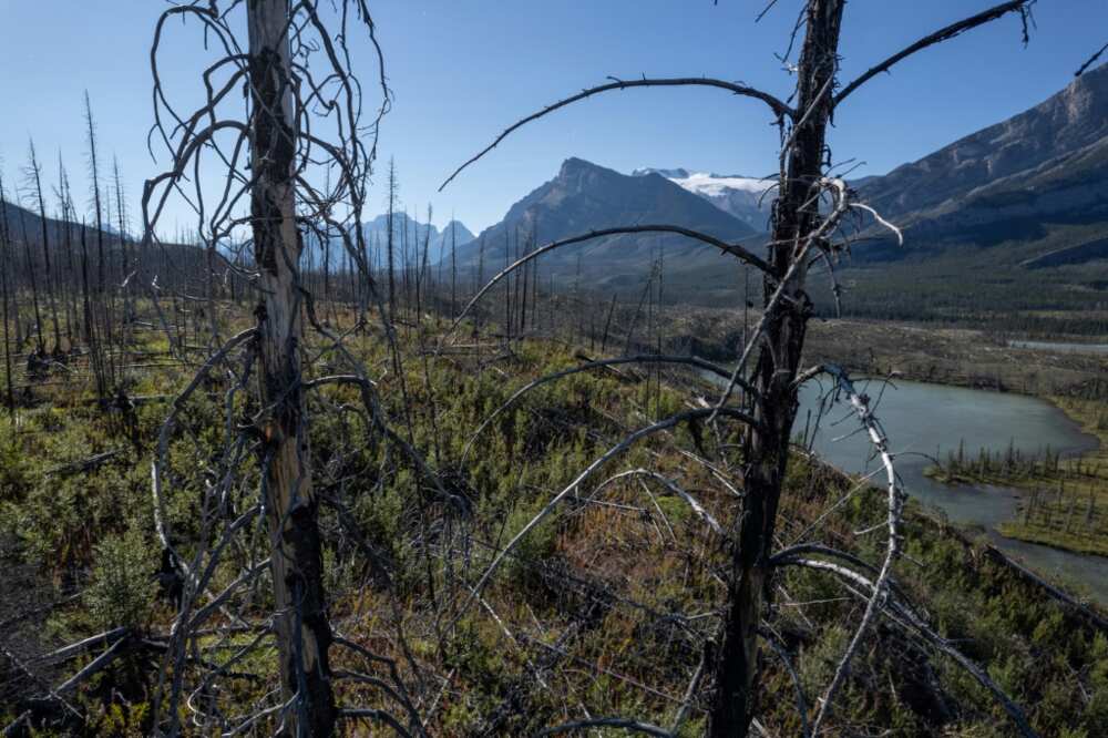 Fire damaged trees near Saskatchewan river crossing between the Banff and Jasper national parks, in Alberta, Canada in September this year
