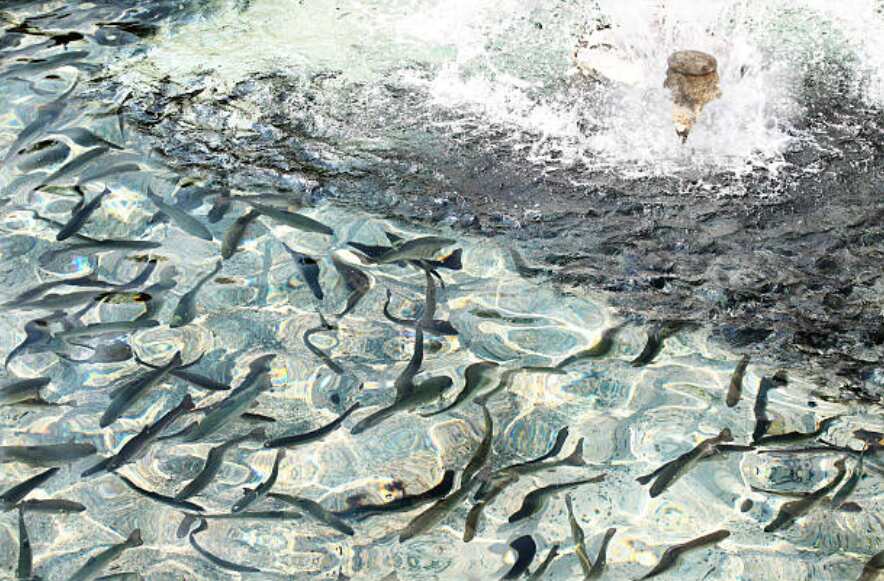 fish farming in Nigeria