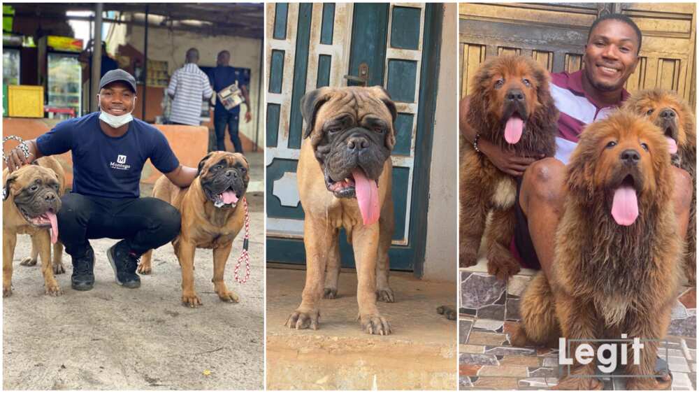 Bullmastiff breed in Lagos/Nigerian man looked for dog partner.