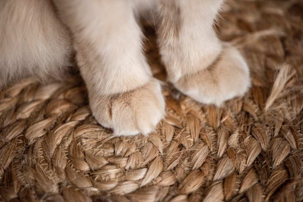 Patte de chat Patte de chat