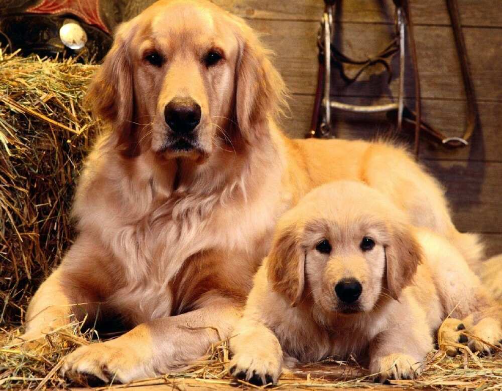 The 30 Cutest Dog Breeds - Most Adorable Dogs and Puppies