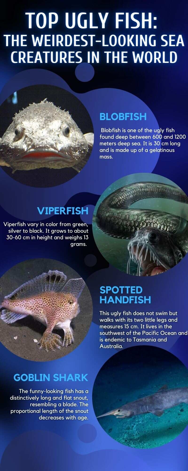 Top 10 ugly fish: the weirdest-looking sea creatures in the world 