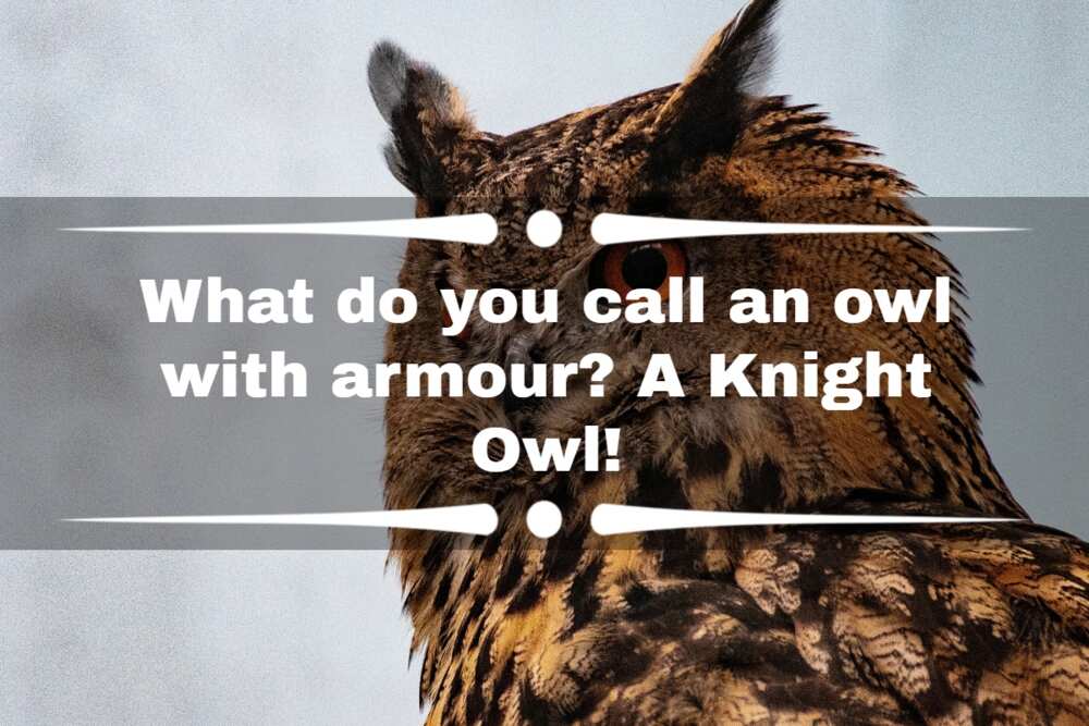 owl jokes for kids owl jokes for kids