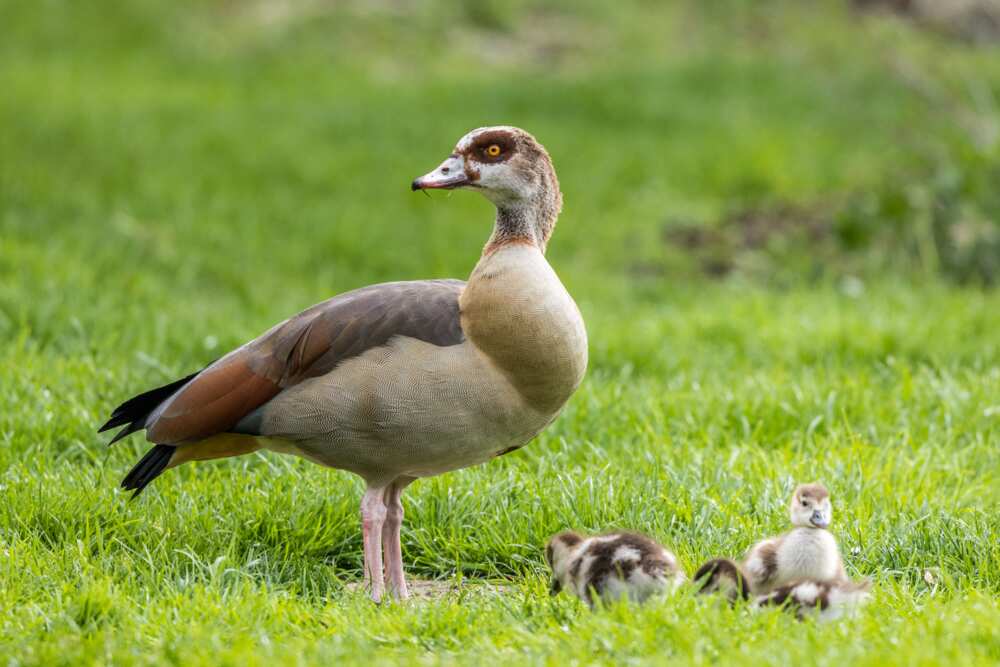 An Egyptian Goose with her ducklings