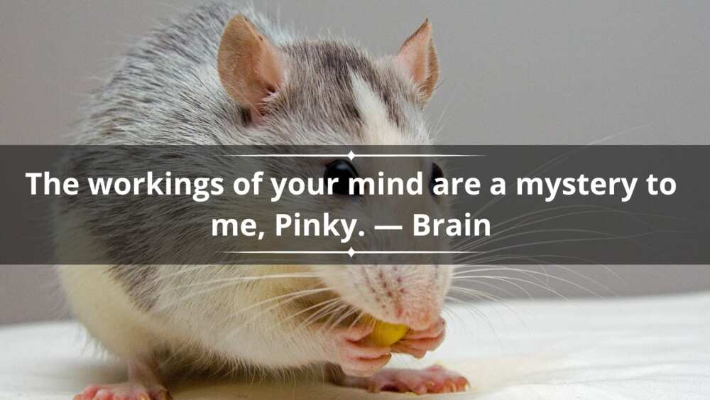 Pinky and the Brain sayings