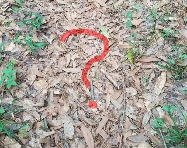 This picture of a snake has become internet's latest brainteaser (photo)