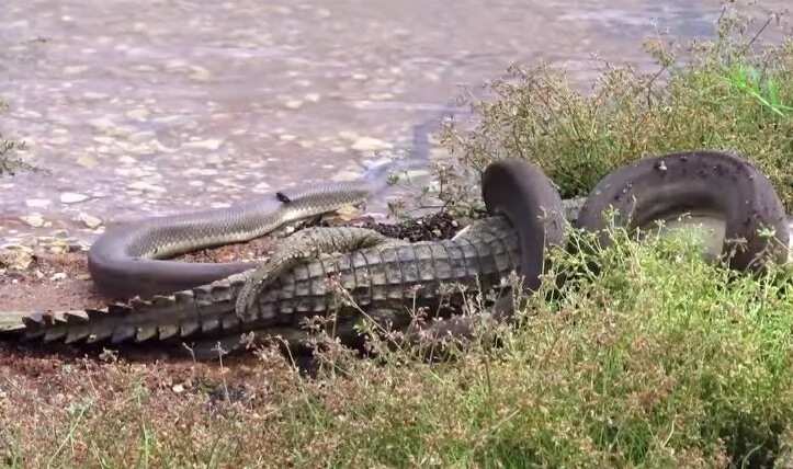 See how this python ruthlessly devour a crocodile in epic battle