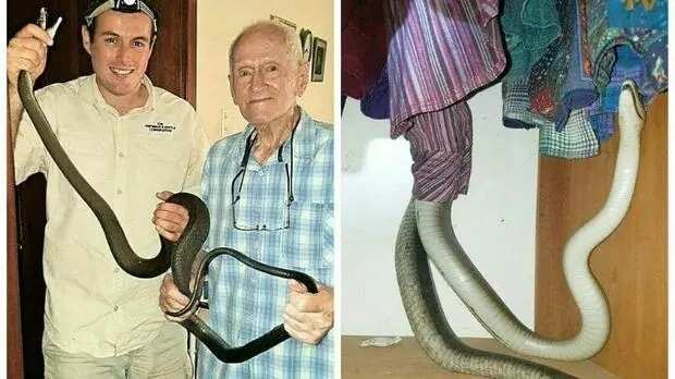 Woman wakes up to find 2 metre black mamba napping next to her