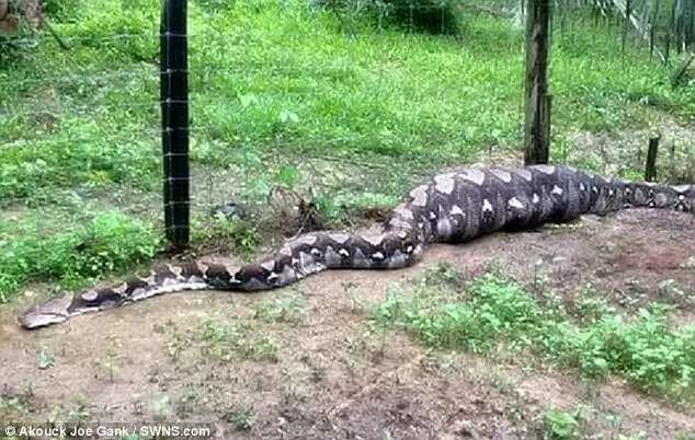 Stunned villagers capture 5m greedy snake that devoured 2 goats and couldn't move (photos, video)