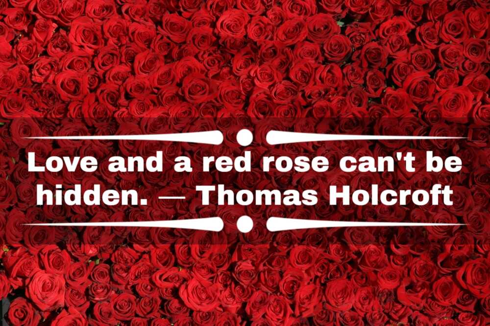 Quotes about roses and love