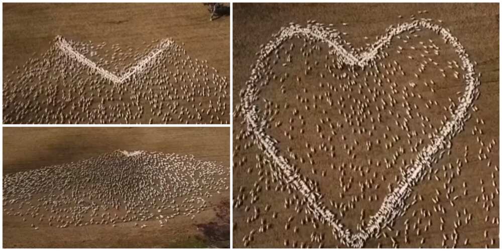 Stunning video of moment farmer arranged many live sheep to create shape of a hear in respect of dead aunt
