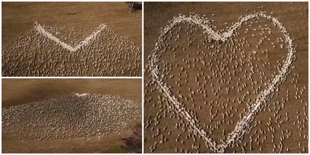 Farmer Makes Shape of a Heart with Many Sheep to Mourn his Dead Aunt, Video  of the Display Goes Viral ▷ Nigeria news | Legit.ng