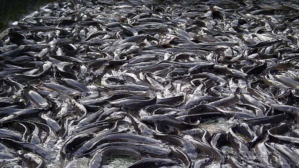 Fish farming in Nigeria