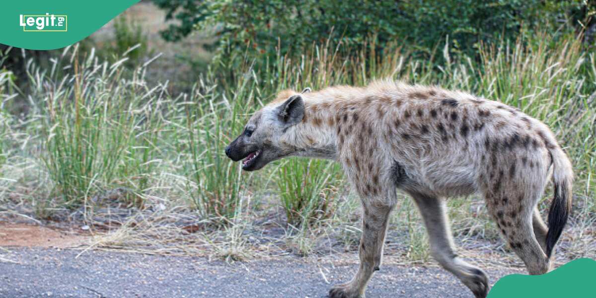 Fleeing Plateau hyena captured alive after relentless search, details emerge
