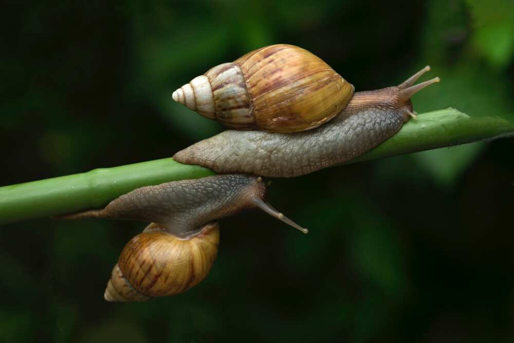how to start snail farming at home