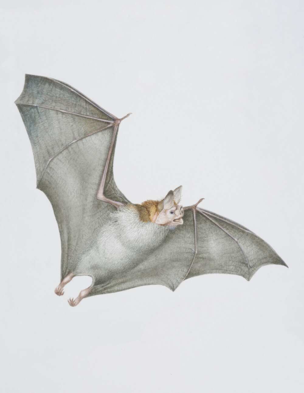 Desmodus rotundus, Vampire commun Desmodus rotundus, Vampire commun