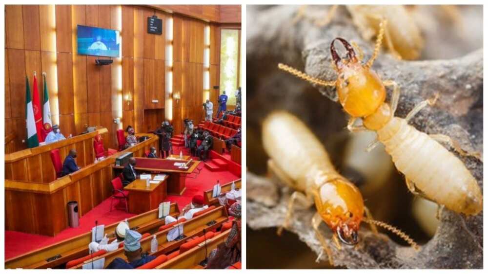 Senate, NSITF, termites, Michael Akabogu, corruption in government, Nigerian officials and corruption