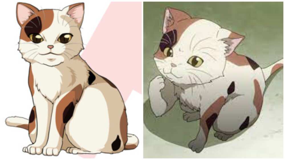 11 Cutest Anime Cats