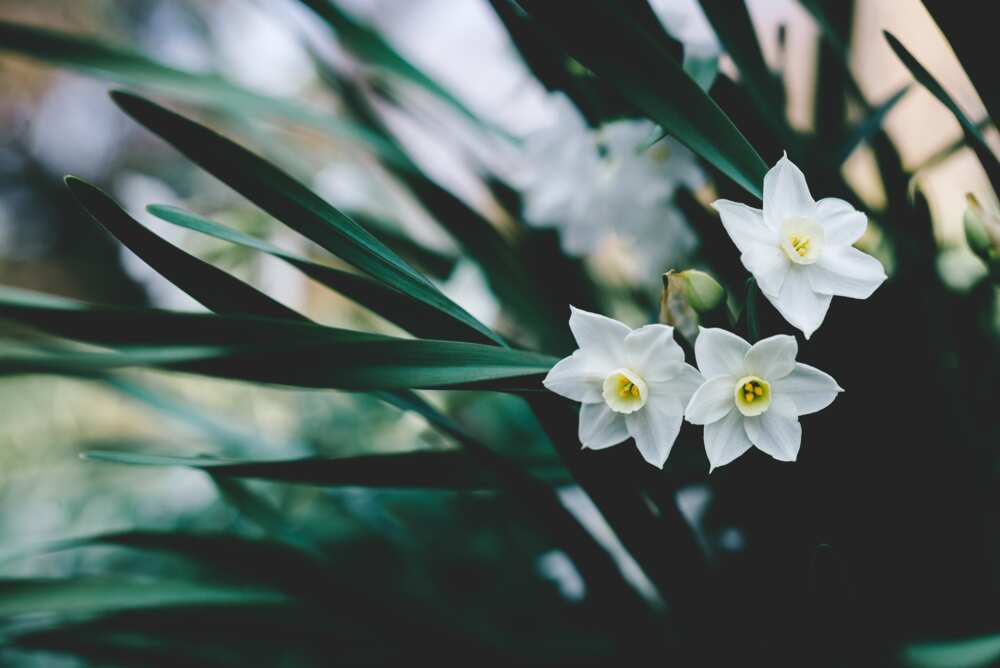 Narcissus means unrequited love