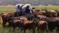 Meet large cow who would 'live happily ever after' due to his big size