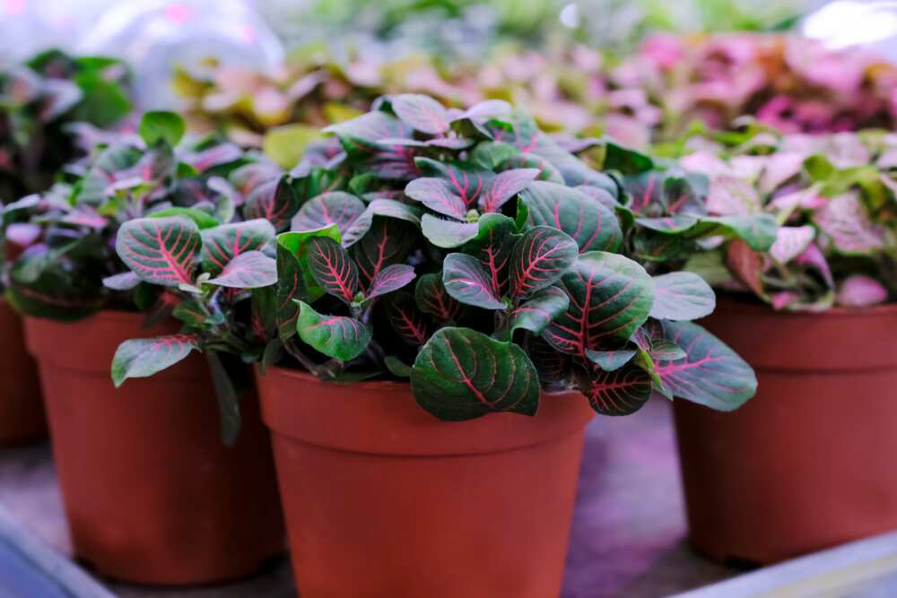outdoor potted plants that don’t need sunlight