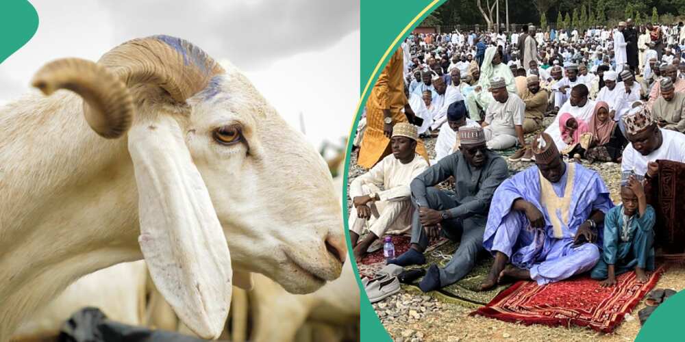 Muslims to get loans for Sallah rams, Nigerians fume