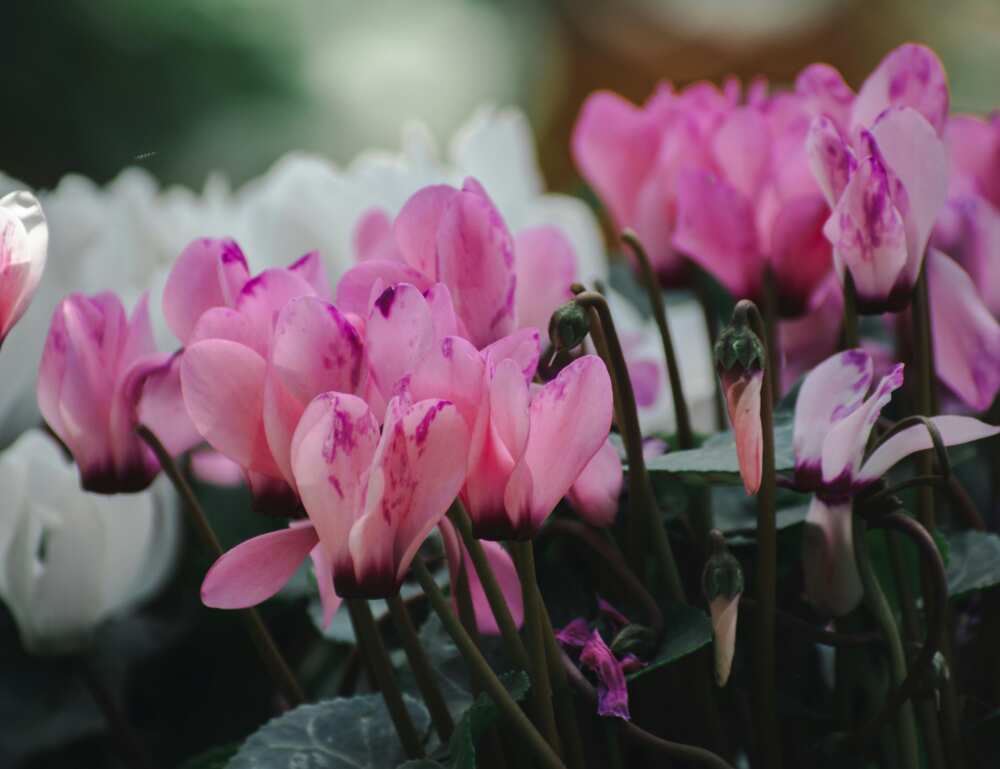 A close-up shot of pink and white cyclamen flowers