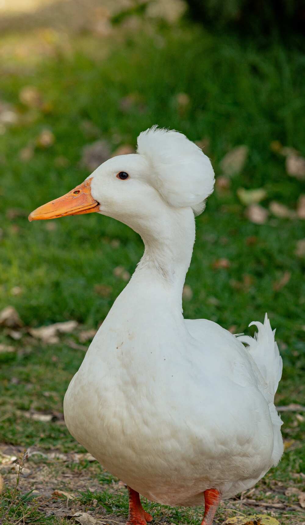 Names for ducks Names for ducks