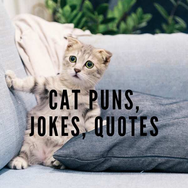 50 funny cat puns, jokes and quotes Legit.ng