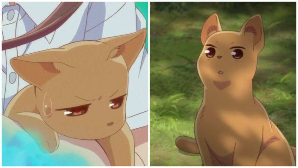 cats from anime