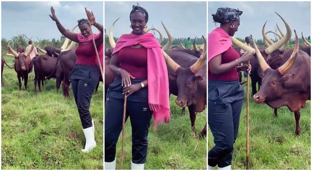 Photos of a tall black lady in the mids of cows.